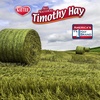 image:imageKaytee All Natural Timothy Hay Plus Carrots for Guinea Pig amp RabbitCarrot
