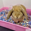 image:imageKaytee Clean amp Cozy Colors Small Animal Bedding with Extreme Odor Control Kaleidoscope 246 LitersKaleidoscope