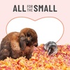 image:imageKaytee Clean amp Cozy Colors Small Animal Bedding with Extreme Odor Control Kaleidoscope 246 LitersSunset
