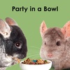 image:imageKaytee Fiesta Chinchilla Food Nutritious Blend 25 Pounds25 Pound Pack of 1