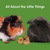image:imageKaytee Timothy Biscuits Timothy Hay Bunny Treats for Rabbits 4 OzApple