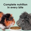 image:imageKaytee Timothy Complete Guinea Pig Food with Timothy Hay 5 Pounds25 Pound Pack of 1